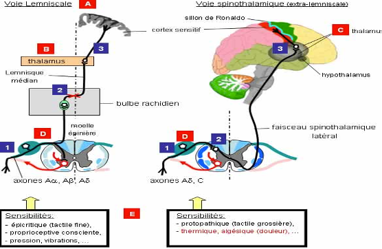 Dilingco.com, web links physio1_3