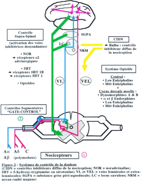 DocPlayer.fr Physiologie la douleurs Pdf free Dowload